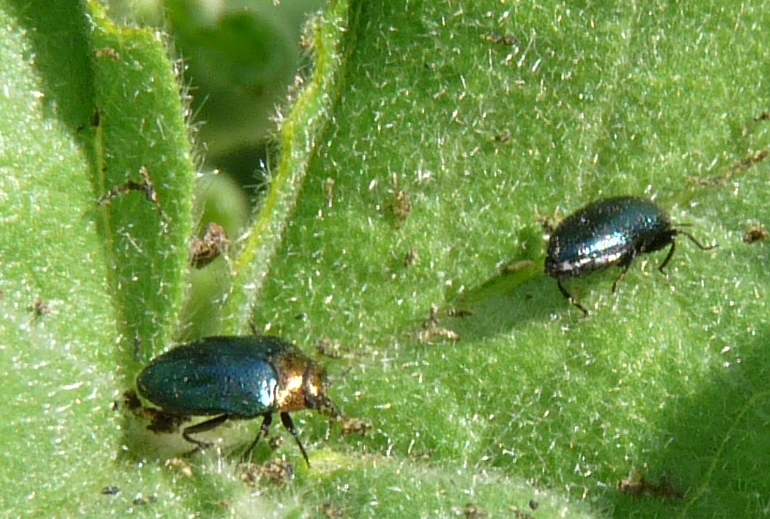 Altri coleotterini della malva: Buprestidae: cfr. Trachys coruscus